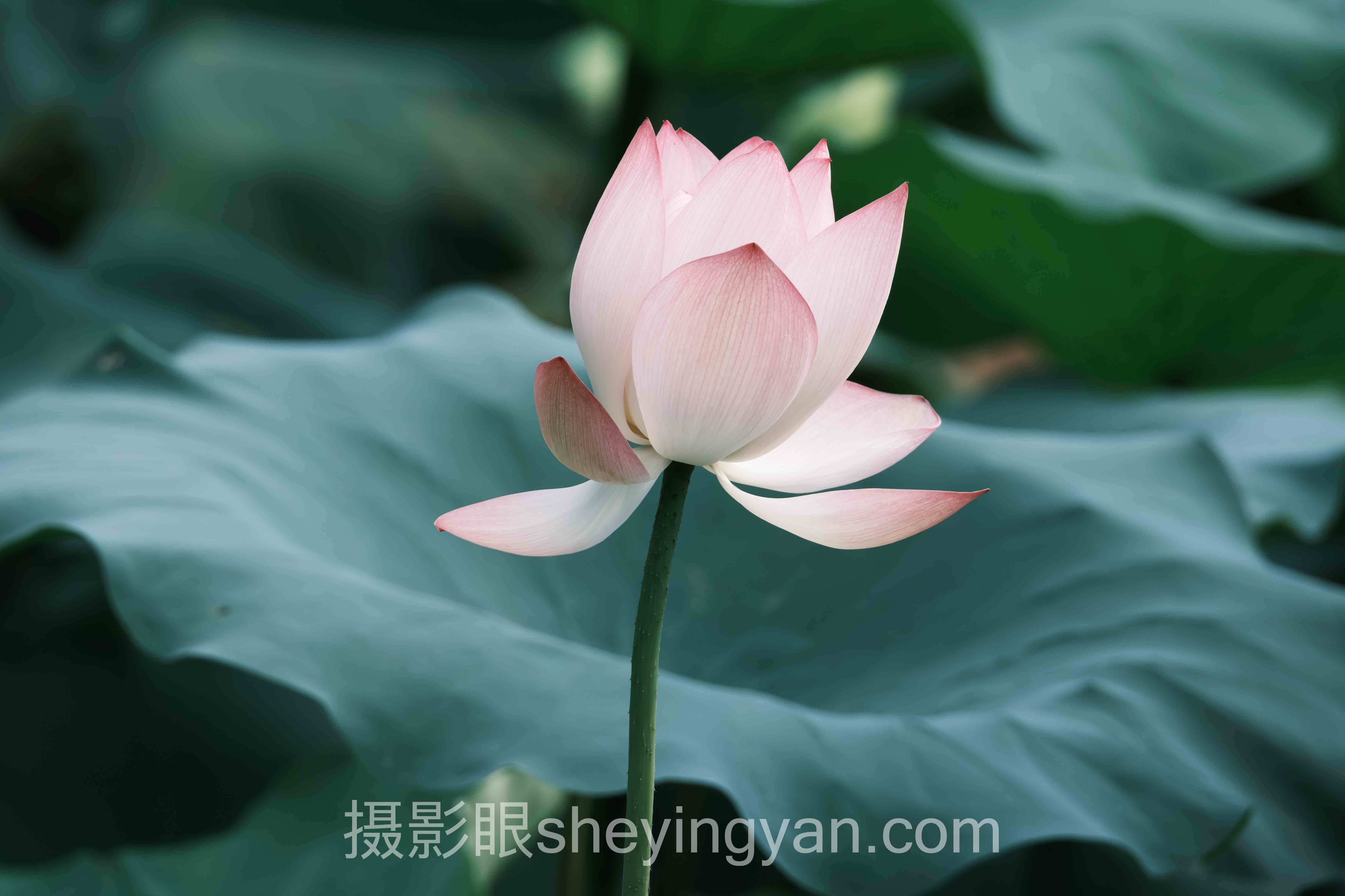 摄影眼官网入口