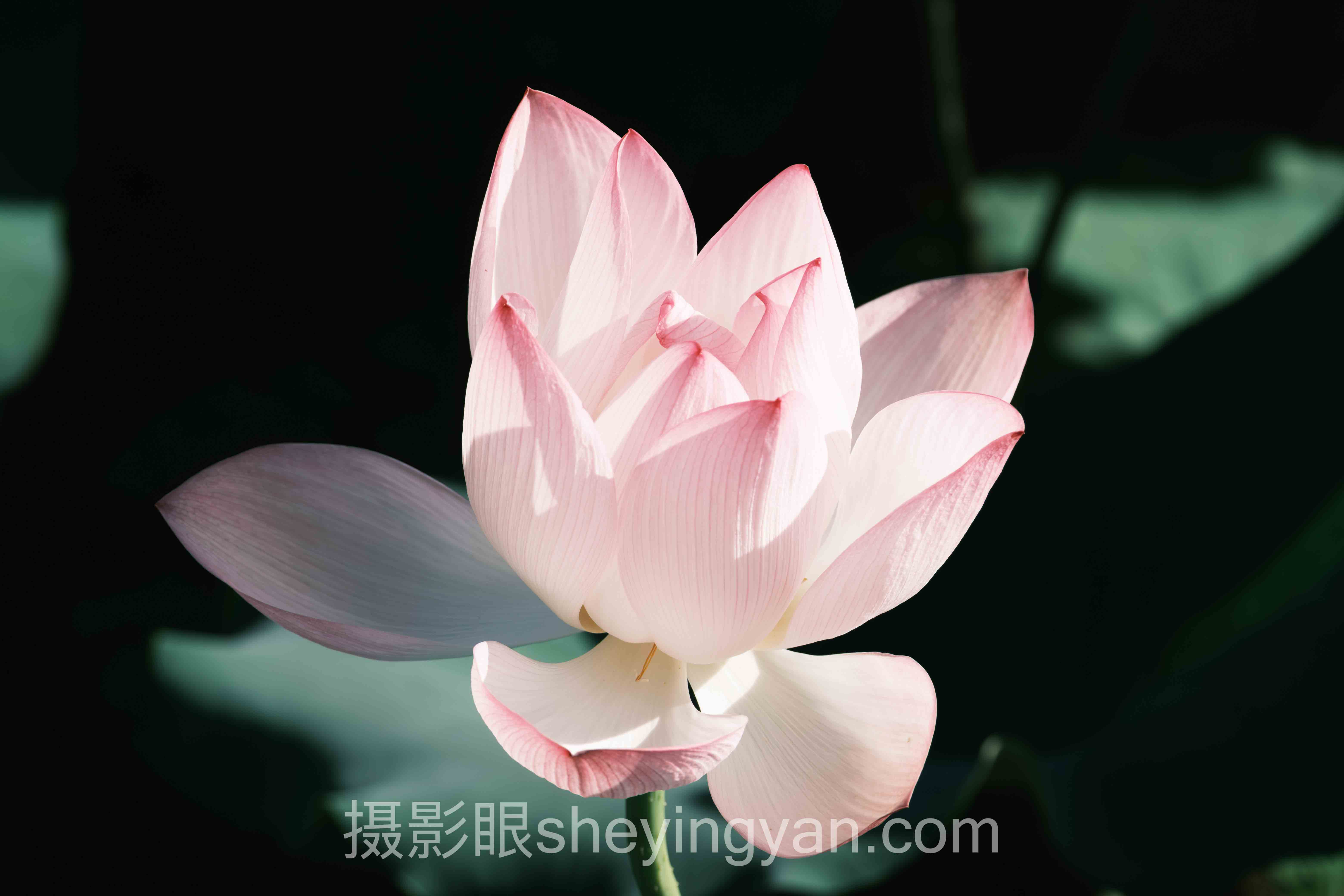 摄影眼平台滤镜