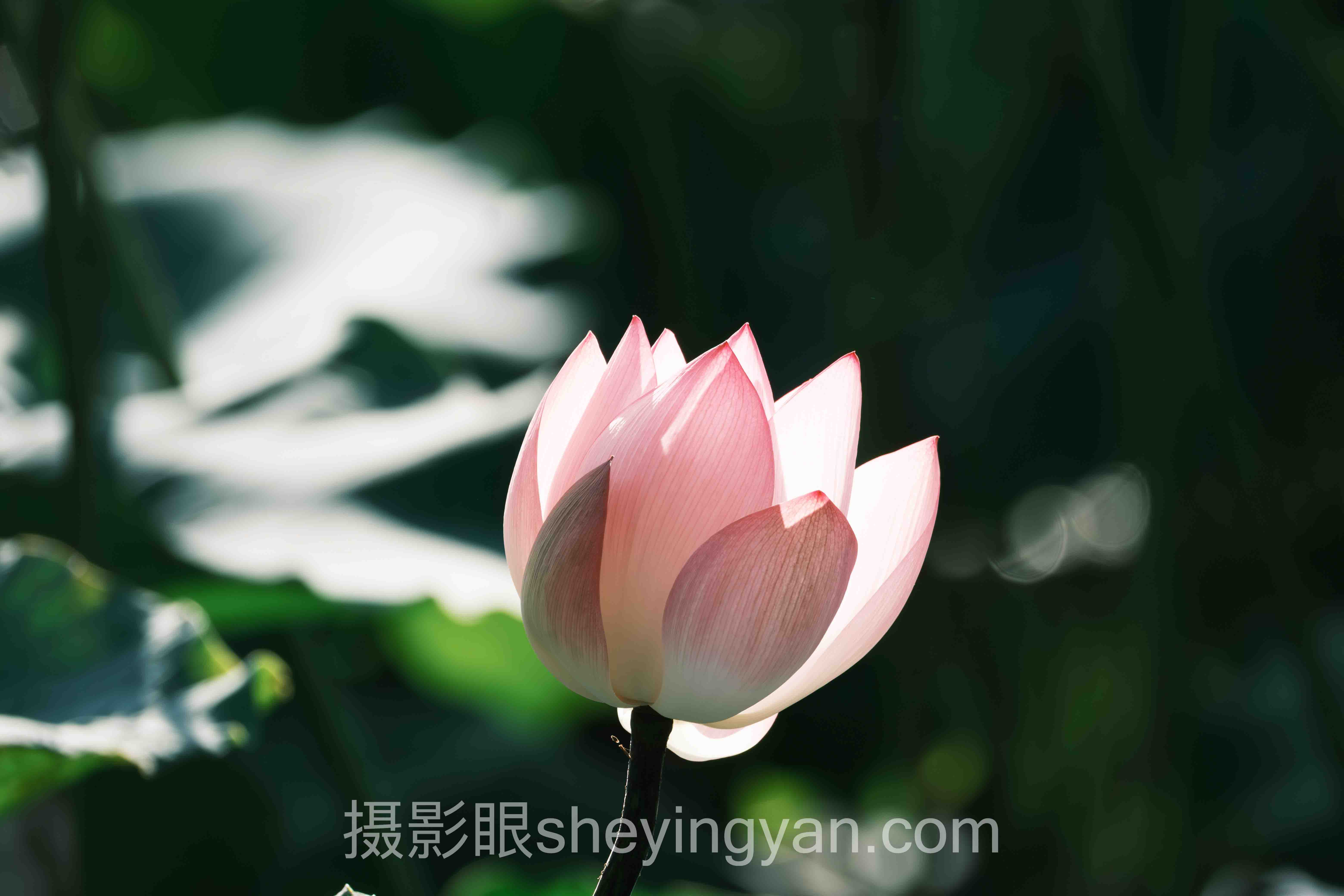摄影培训性价比深度分析：现状、挑战与未来趋势