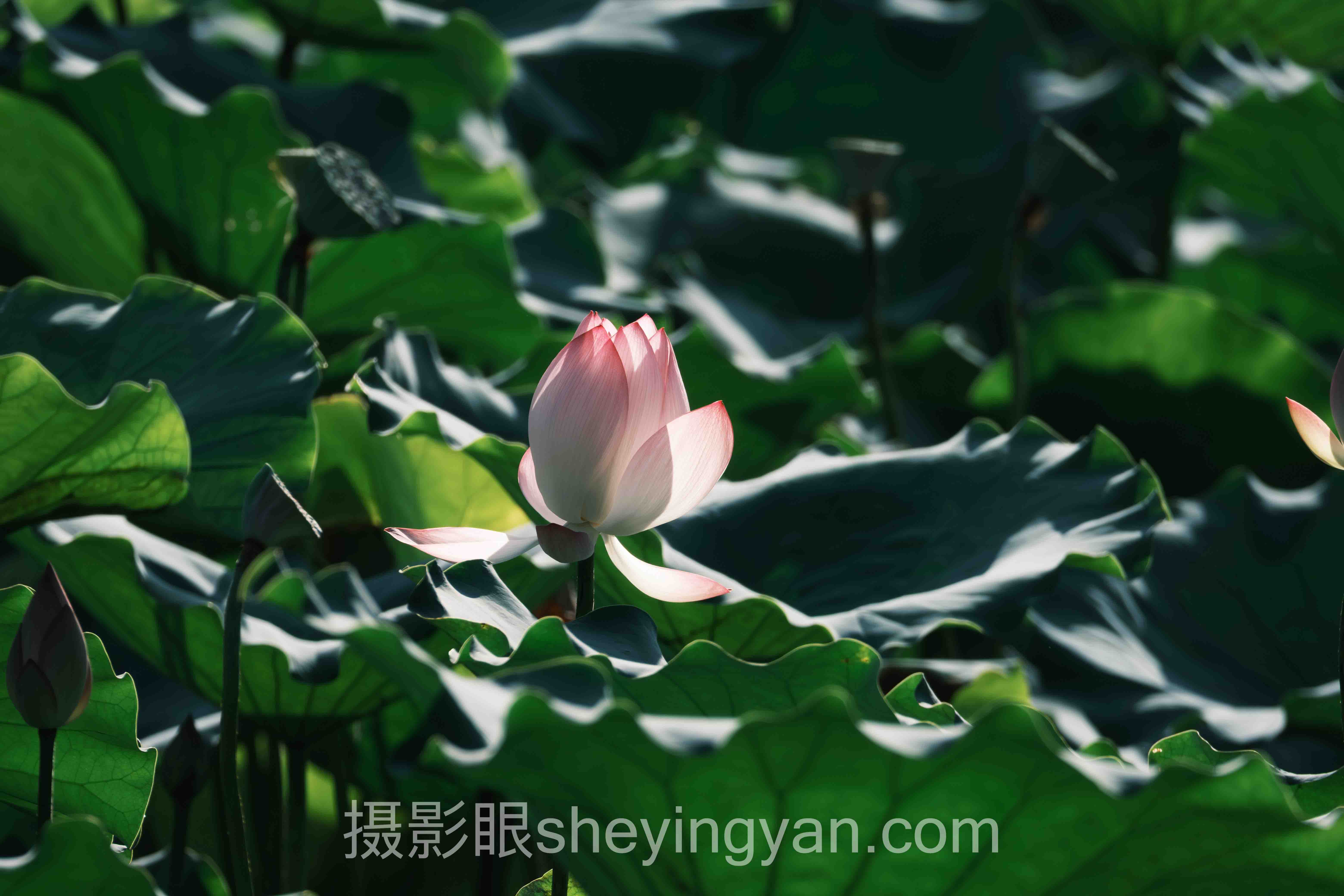 AI照片评分实战案例拆解：3个成功实践的共同规律