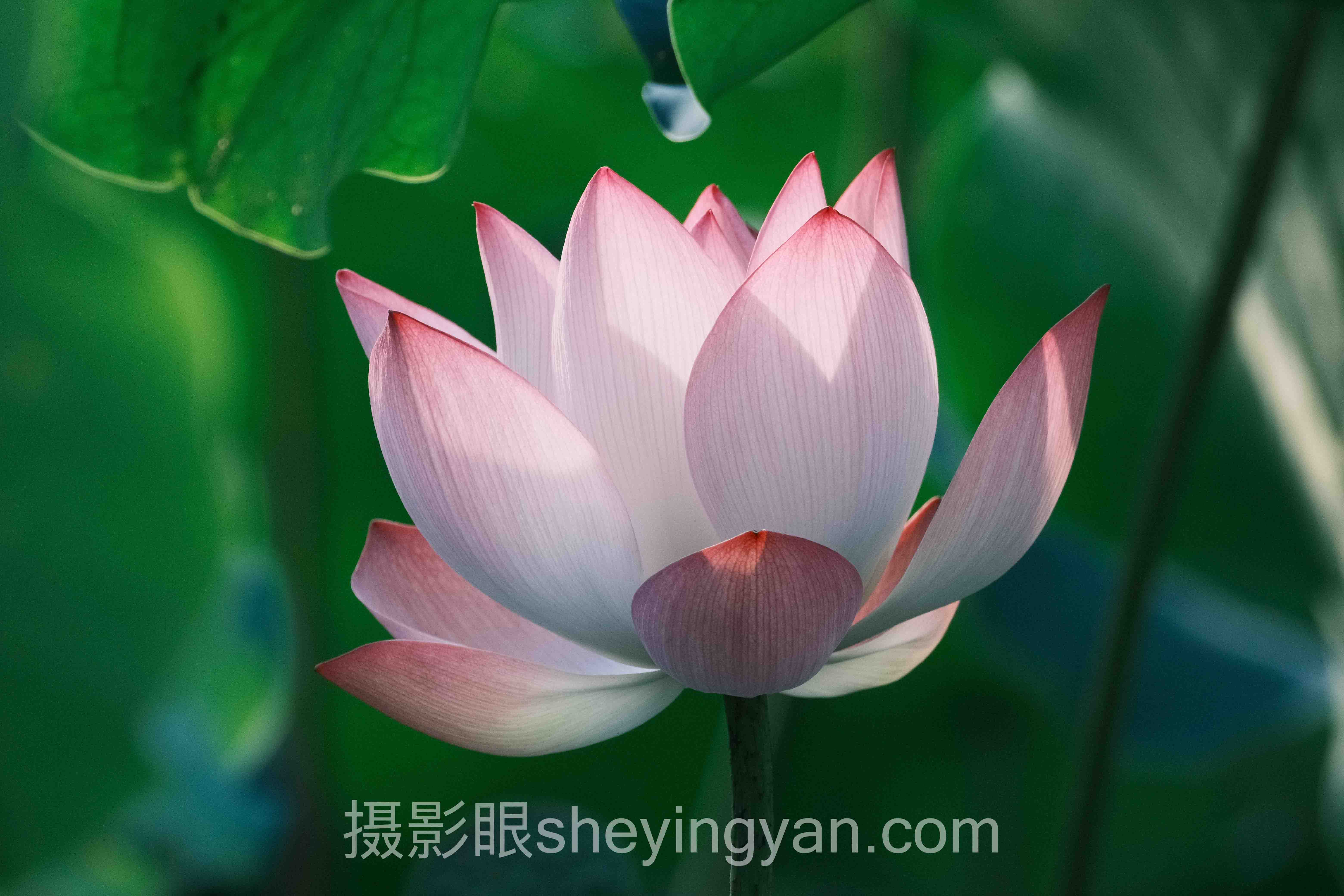 专家深度解读：摄影作品集怎么做才能通过审核的机遇与挑战