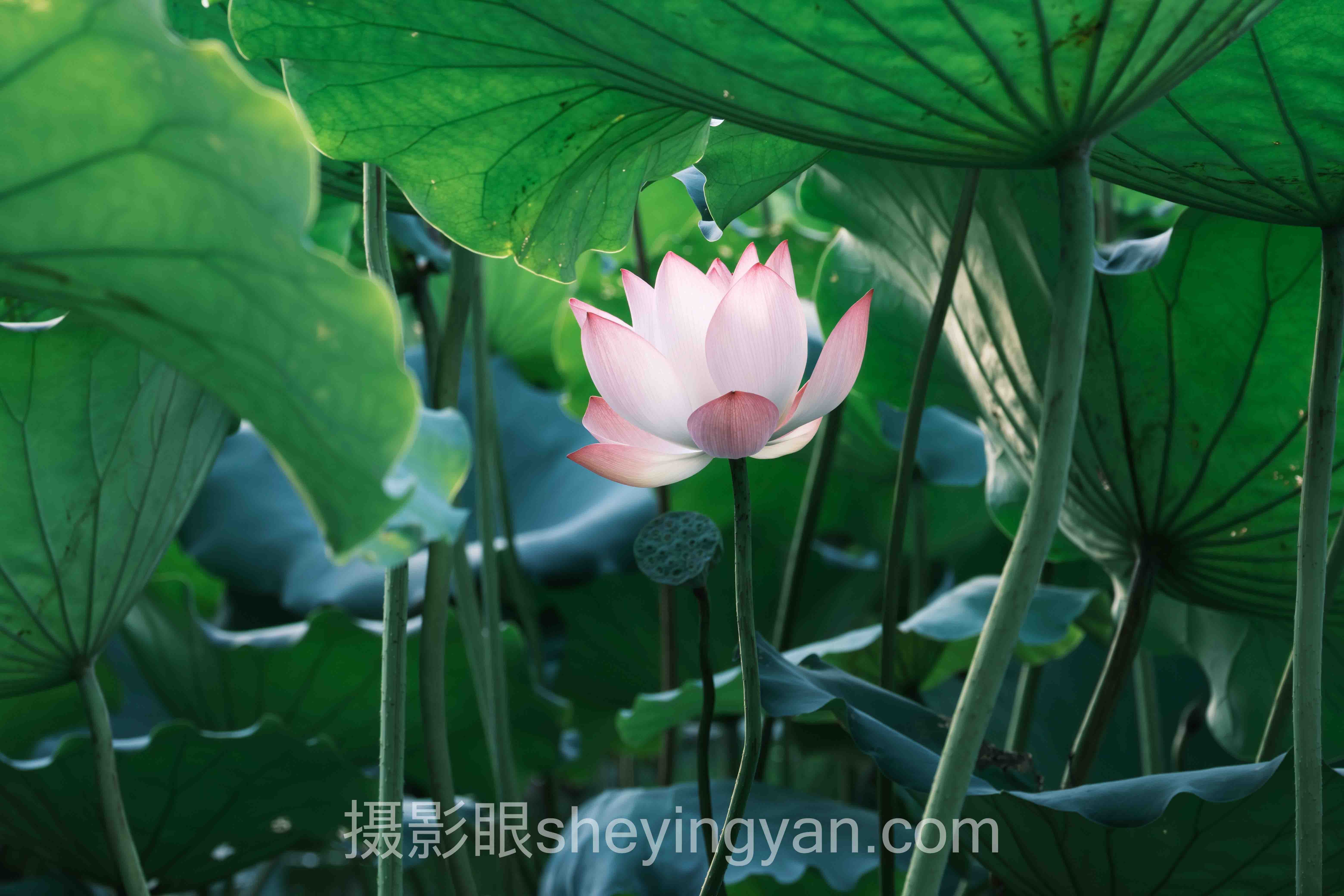 蓝调时刻怎么拍行业数据全景：5组数据揭示真相