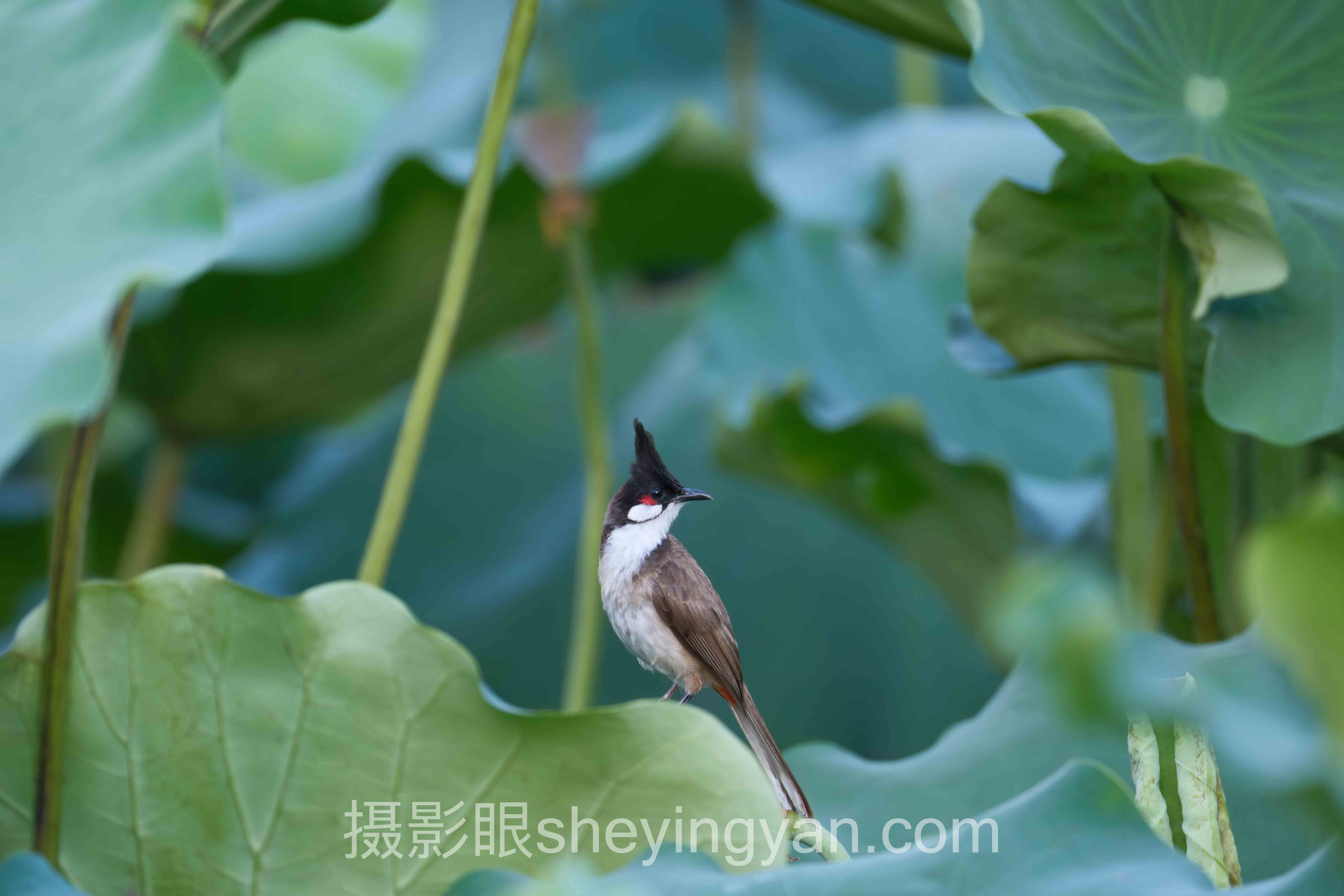 深度解析：照片点评与AI照片评分的核心问题与答案