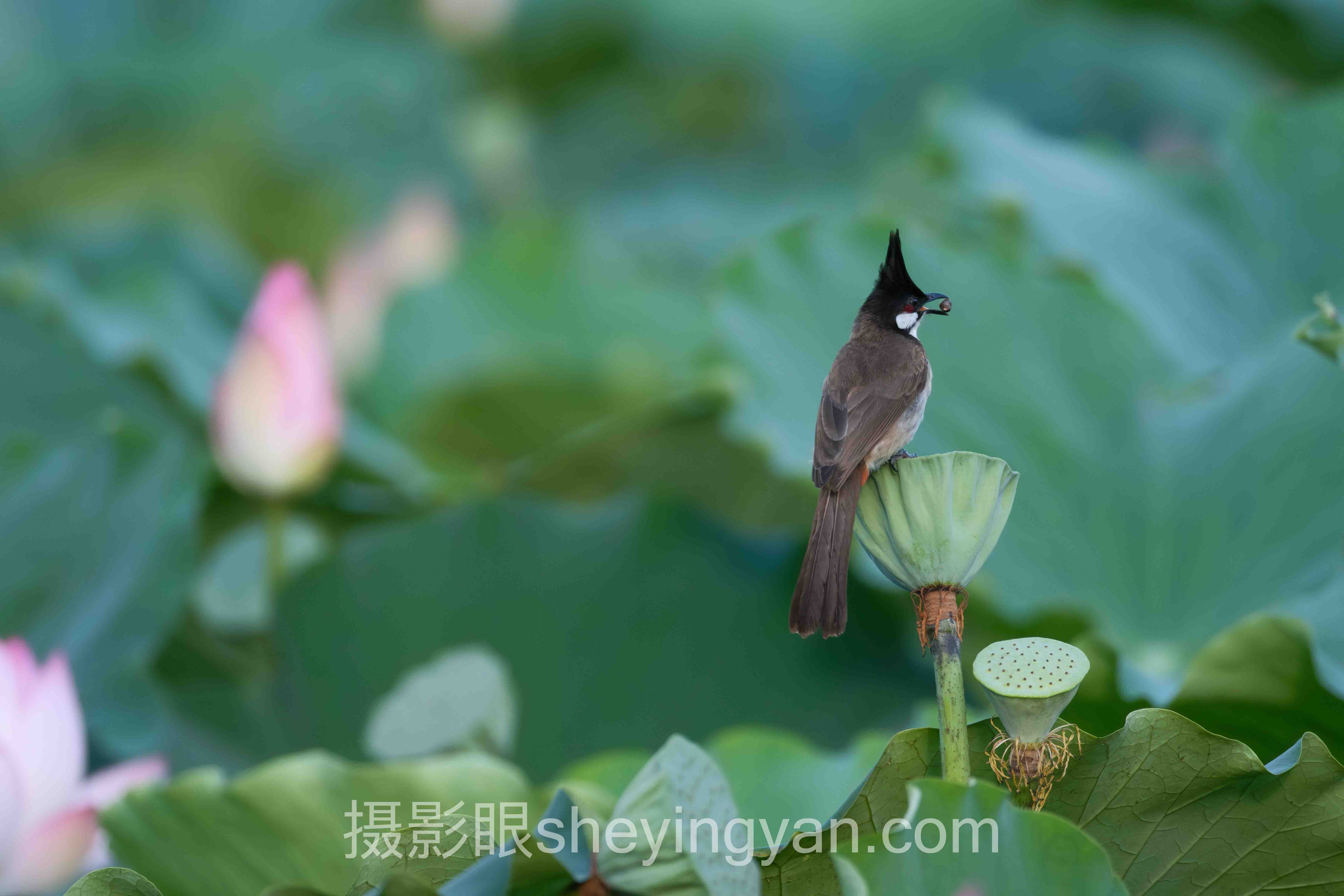 摄影点评培训课程背后的真相，多数人不知道