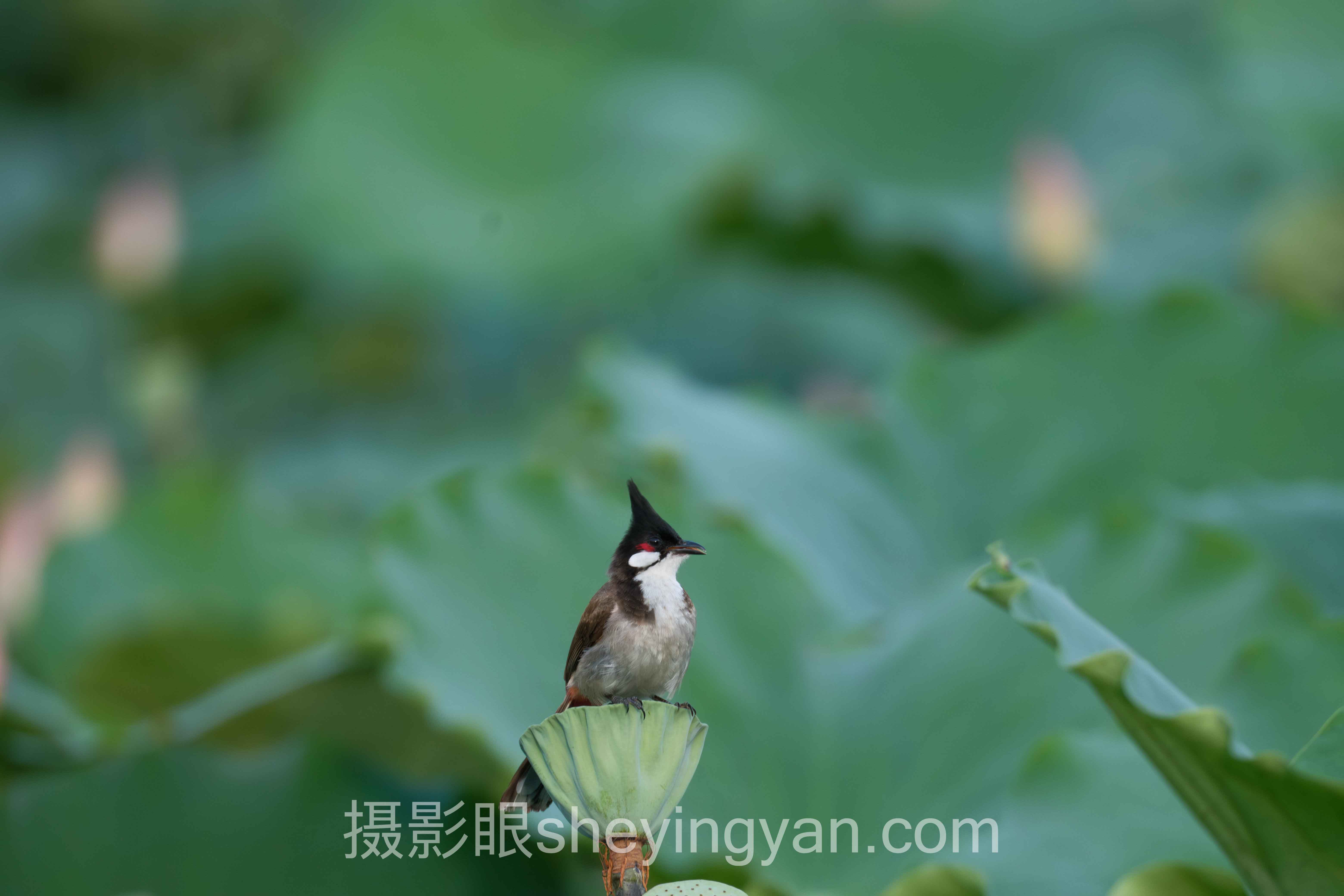 摄影眼课程背后的真相，多数人练错了方向
