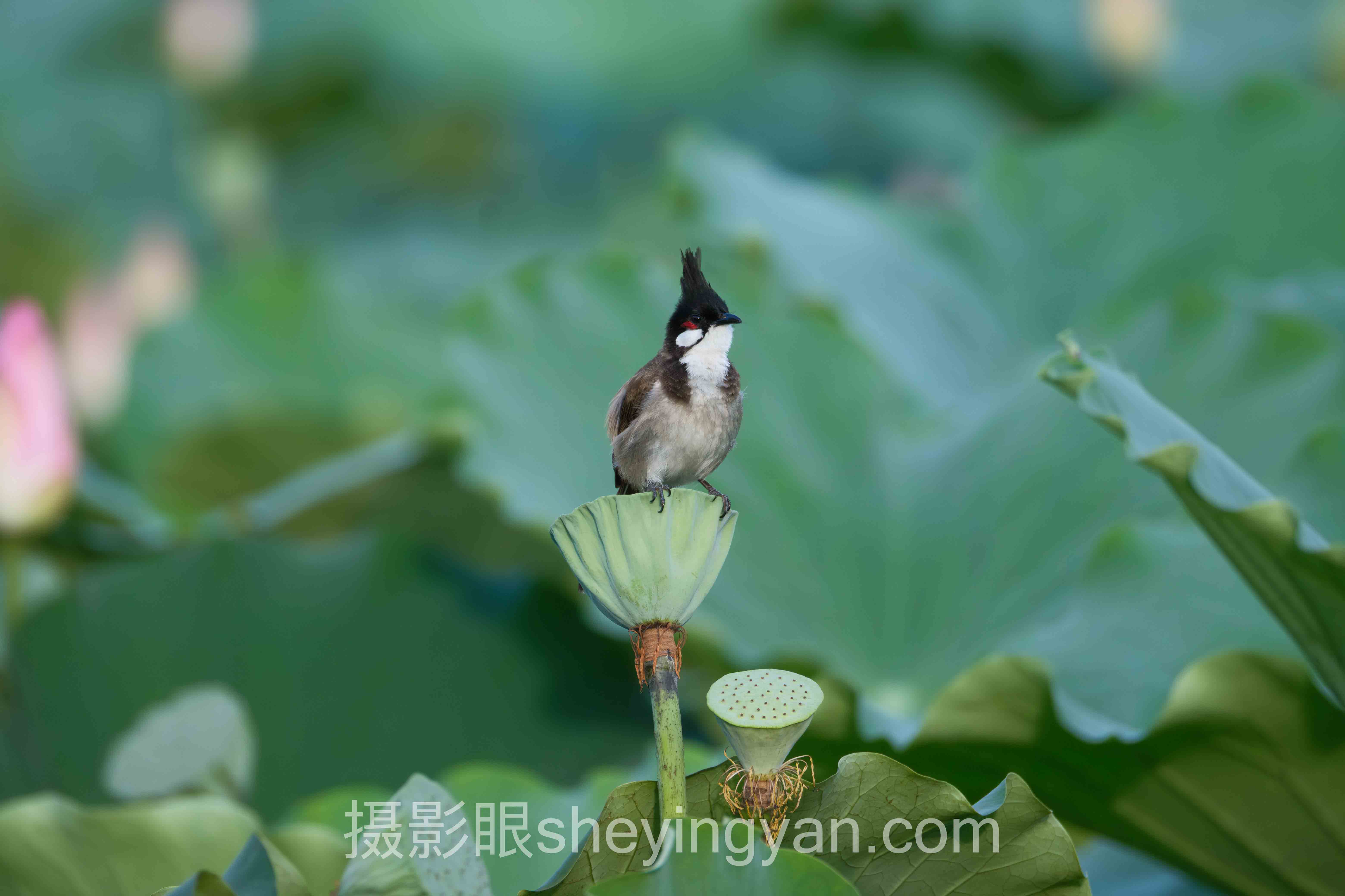 深度解析：免费vs付费照片评分该怎么选
