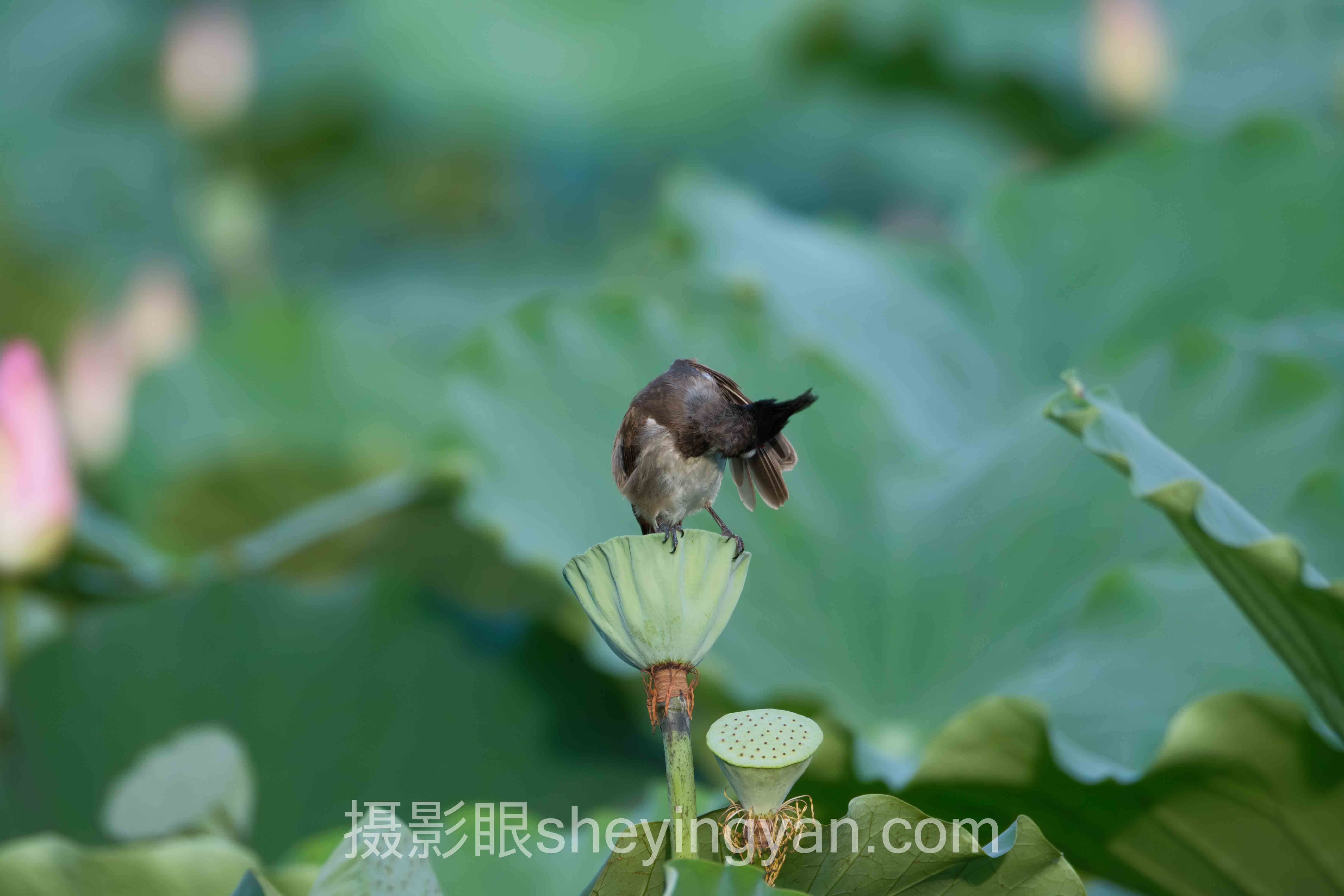 对话行业专家：摄影眼平台锐度的关键洞察与前瞻