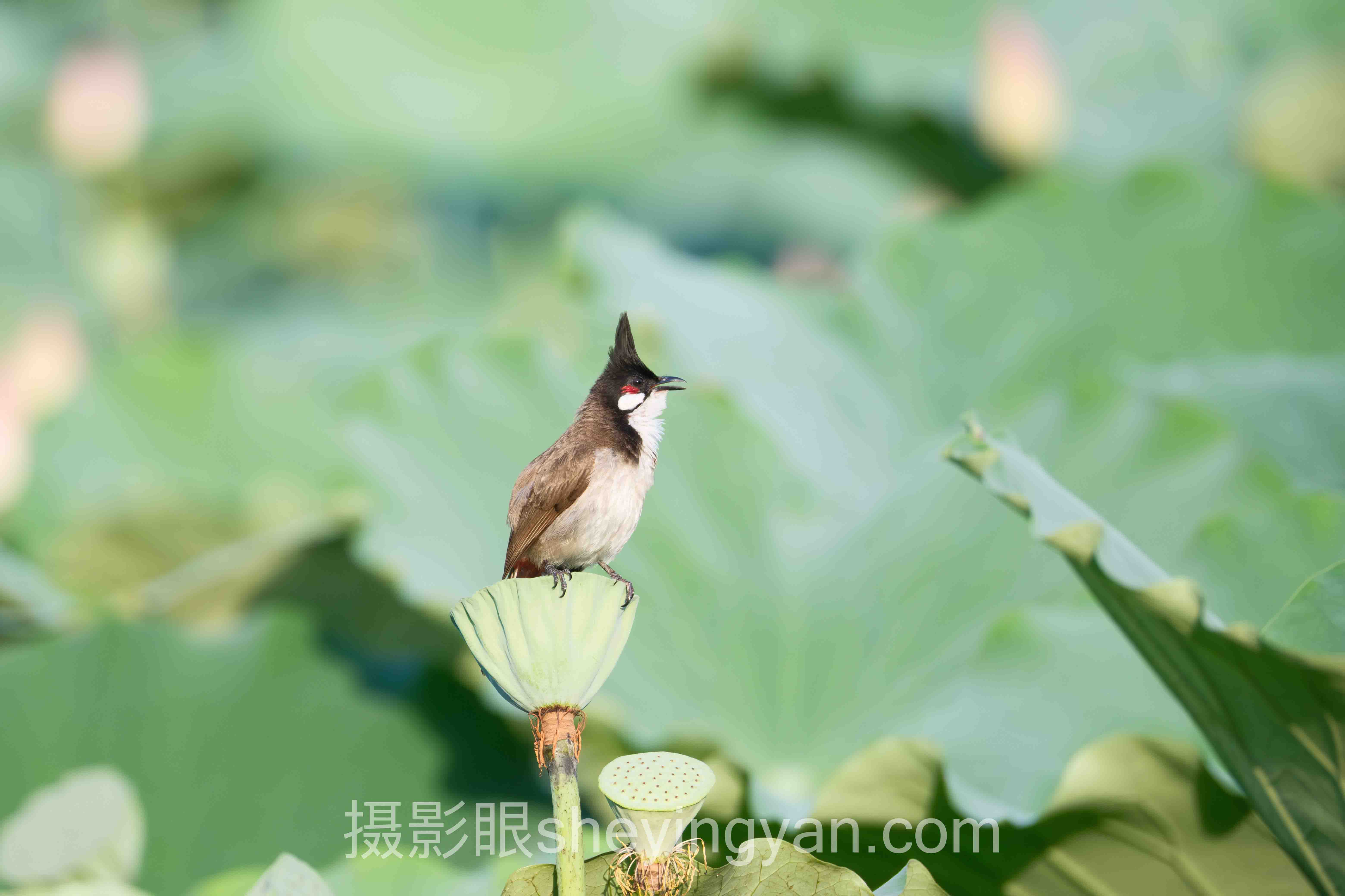 摄影眼导航APP推荐