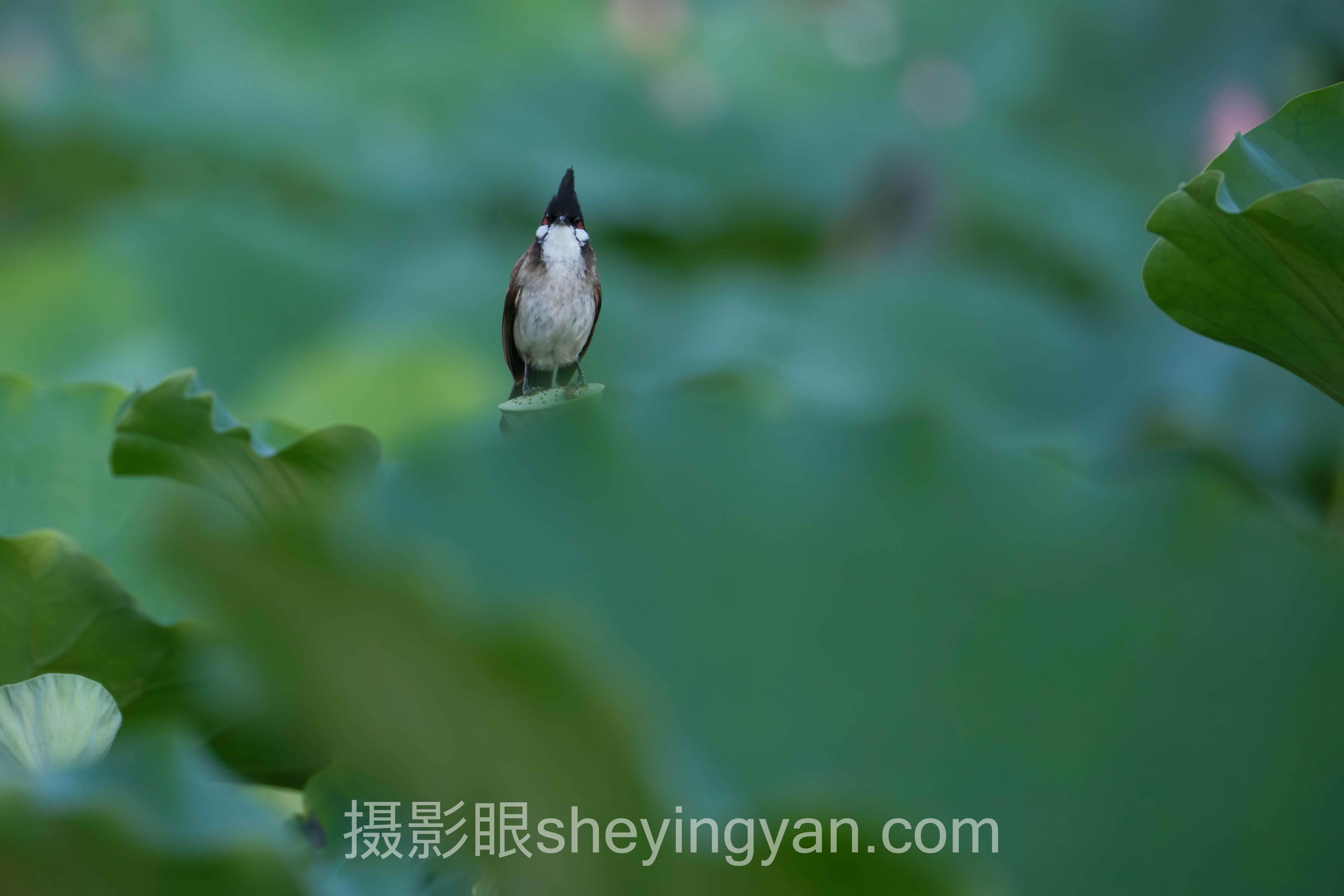 摄影眼课程背后的真相，多数人练错了方向