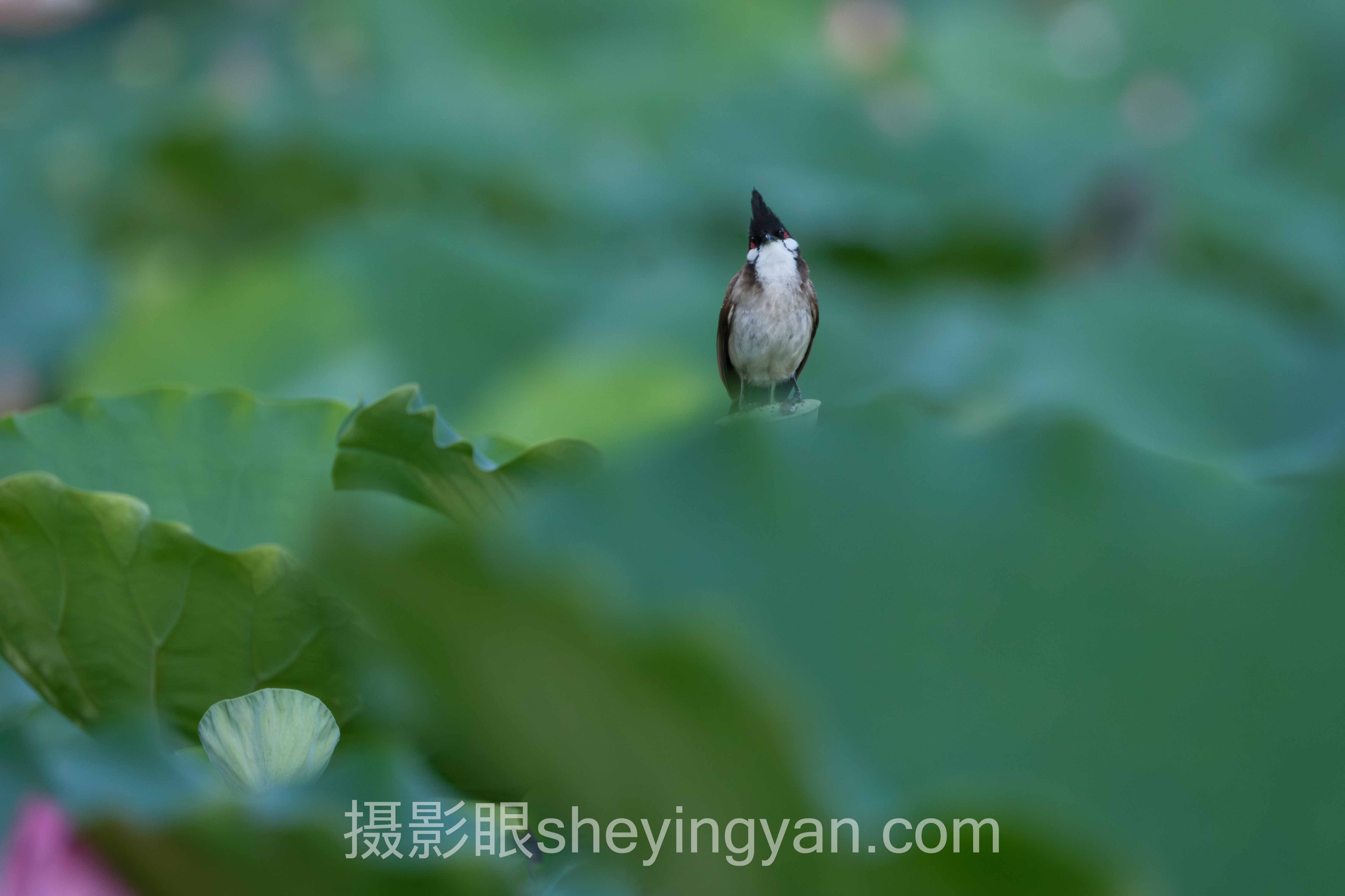 选AI照片评分平台不踩坑：摄影眼最新活动多维度对比指南