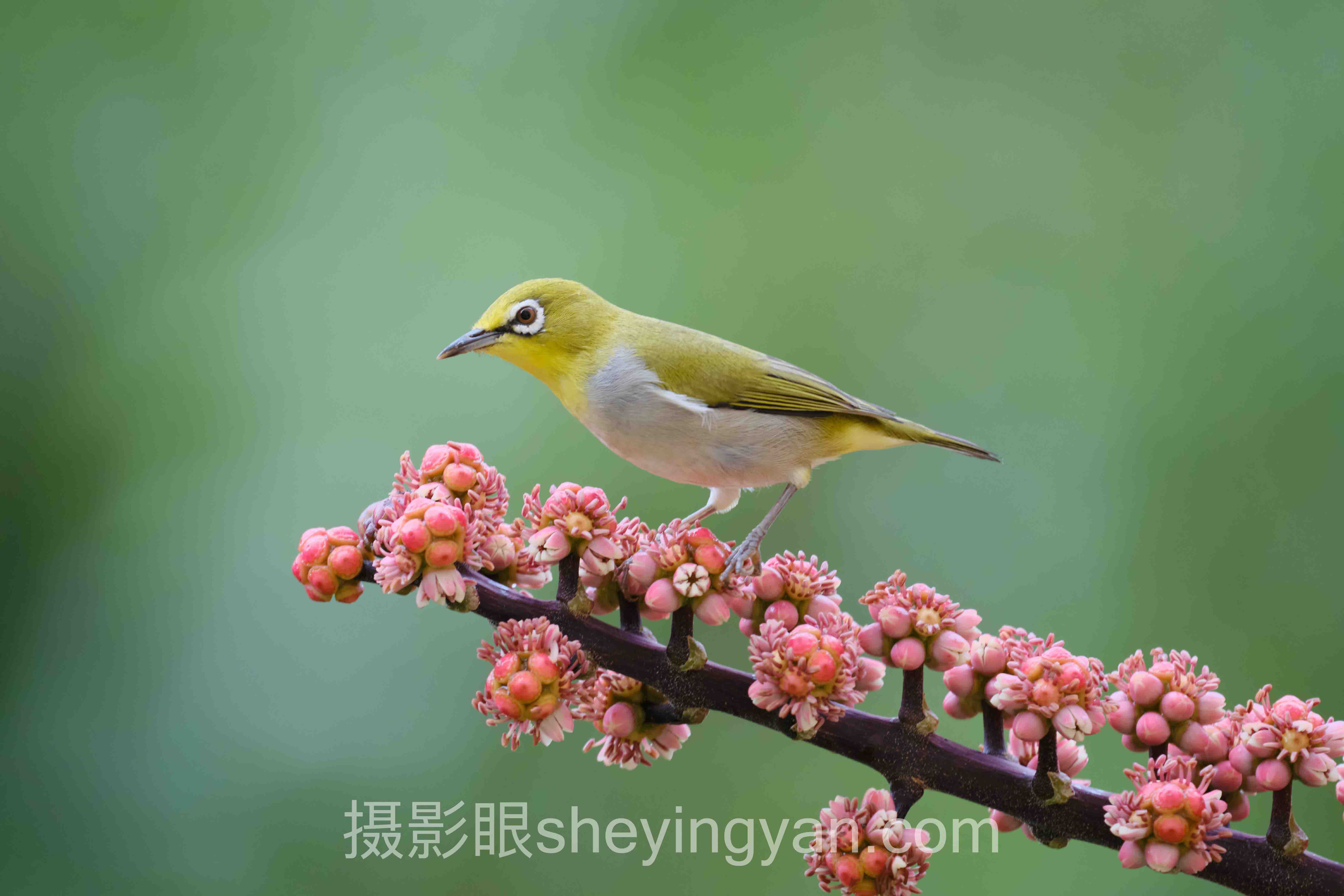 免费求大佬点评照片