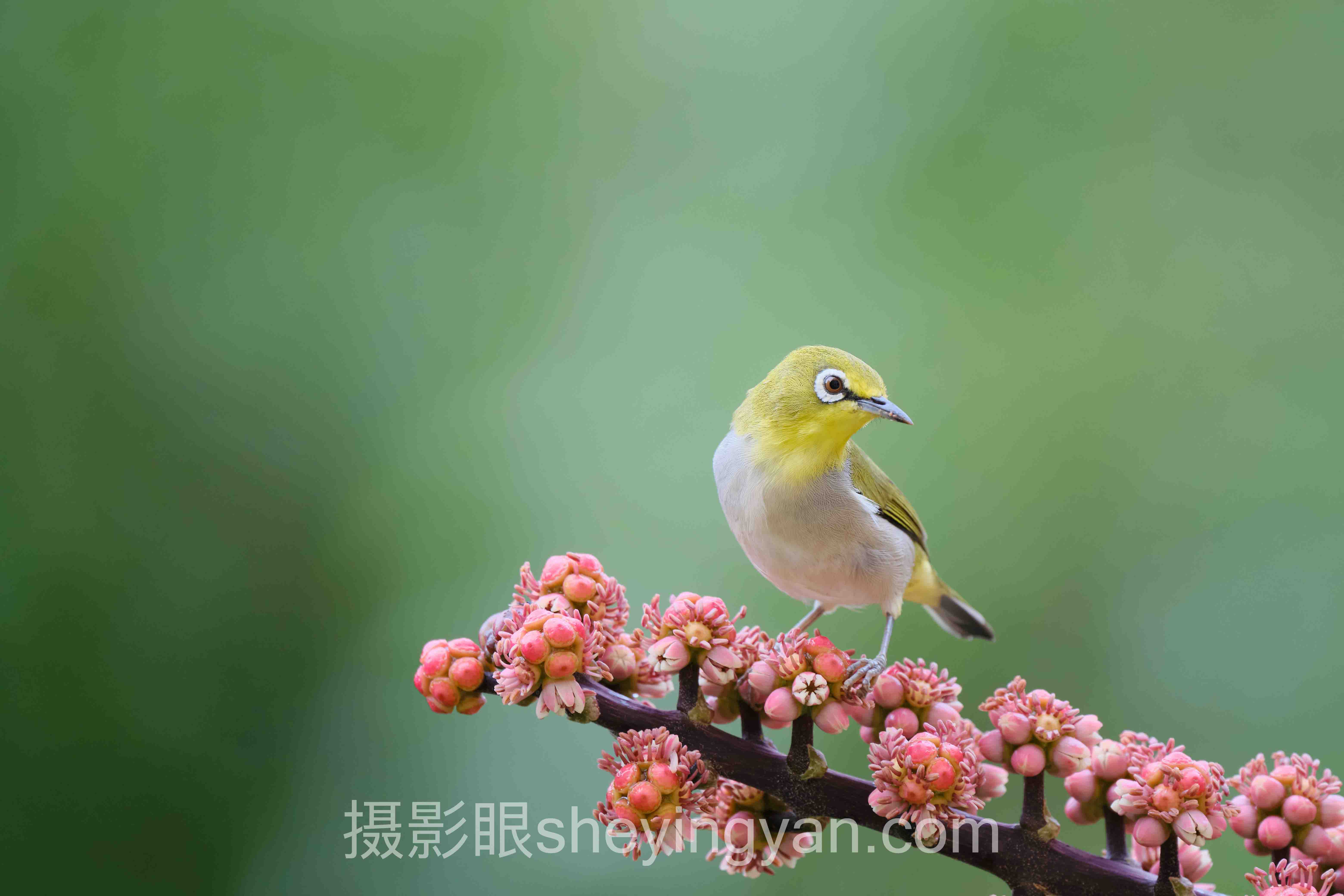 手机摄影评分标准主流方案横向对比：哪个更适合你？