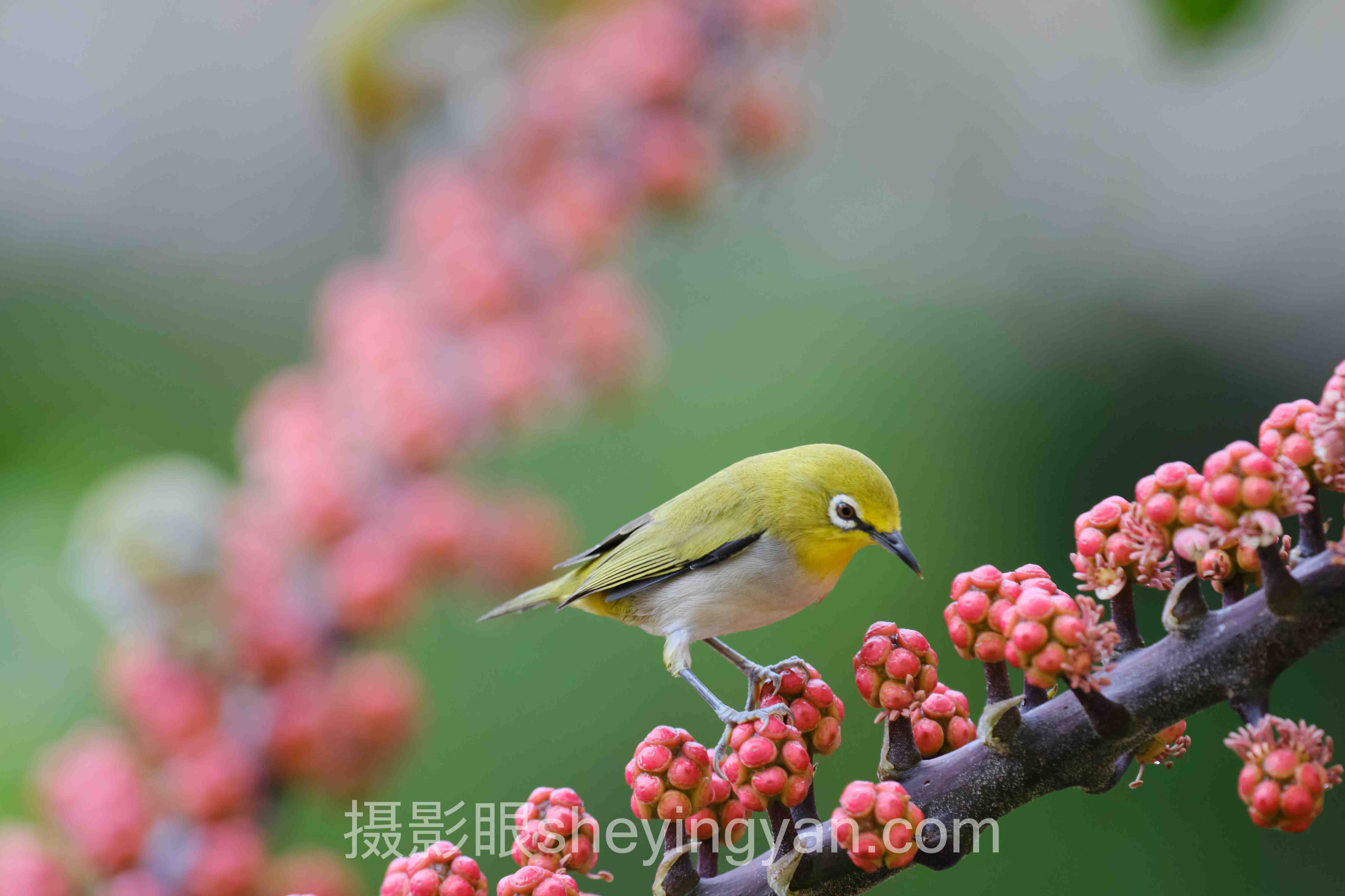 摄影眼会员套餐价格全景解读：告别“点赞泡沫”，为精准反馈买单