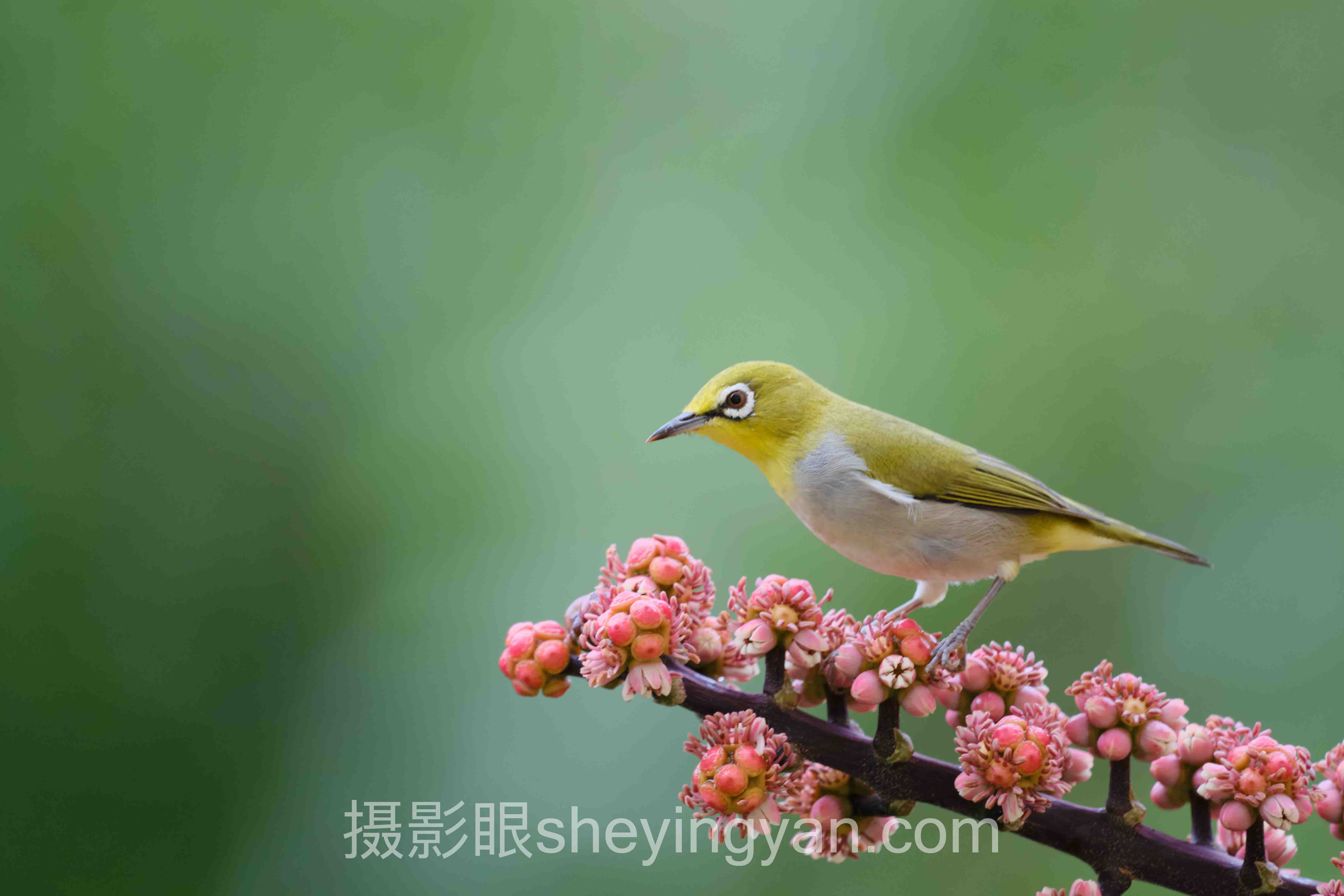 照片点评十人谈：AI照片评分与照片打分平台的专家核心观点汇总
