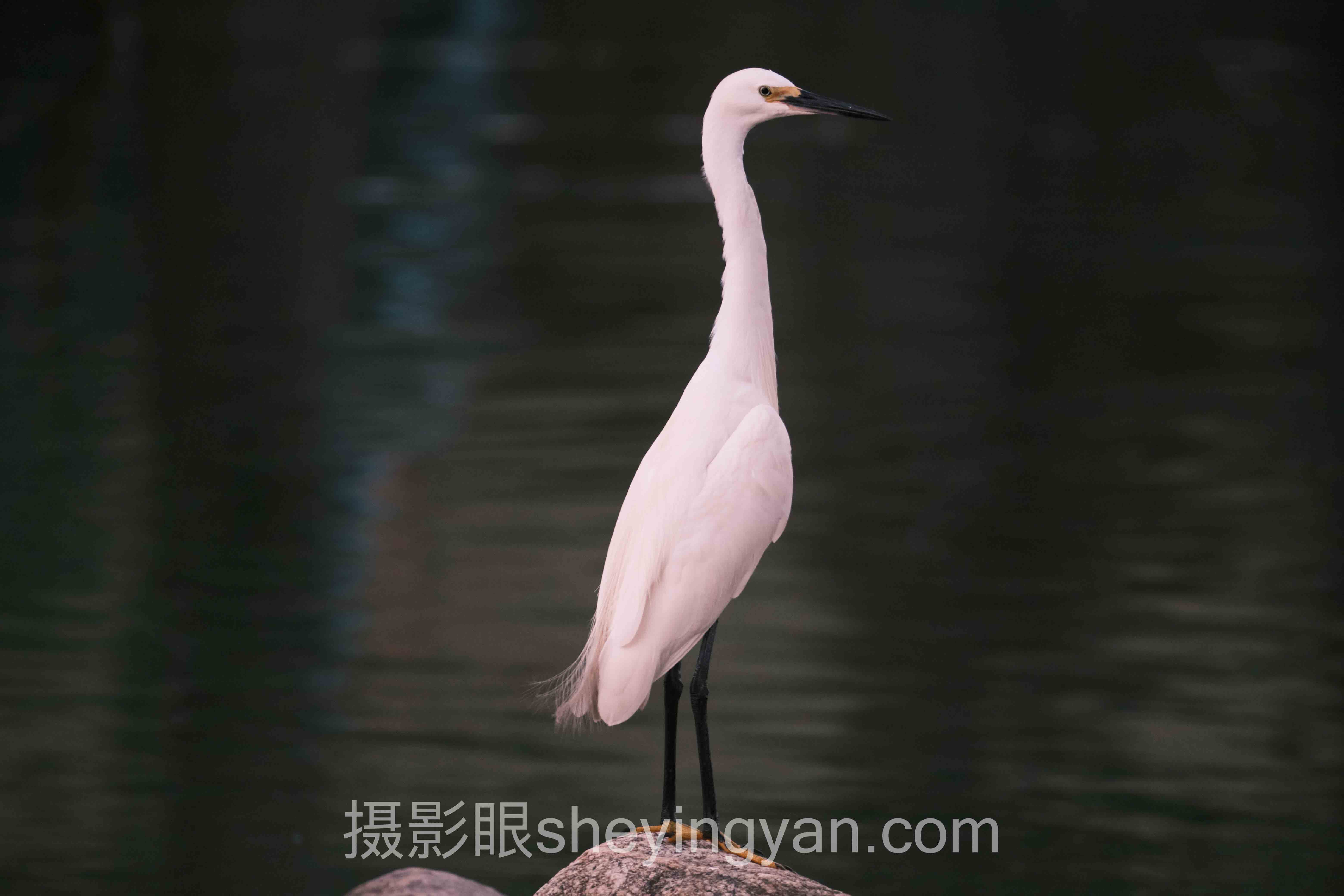 数据说话：十大相机品牌镜头卡口格局最新发展现状