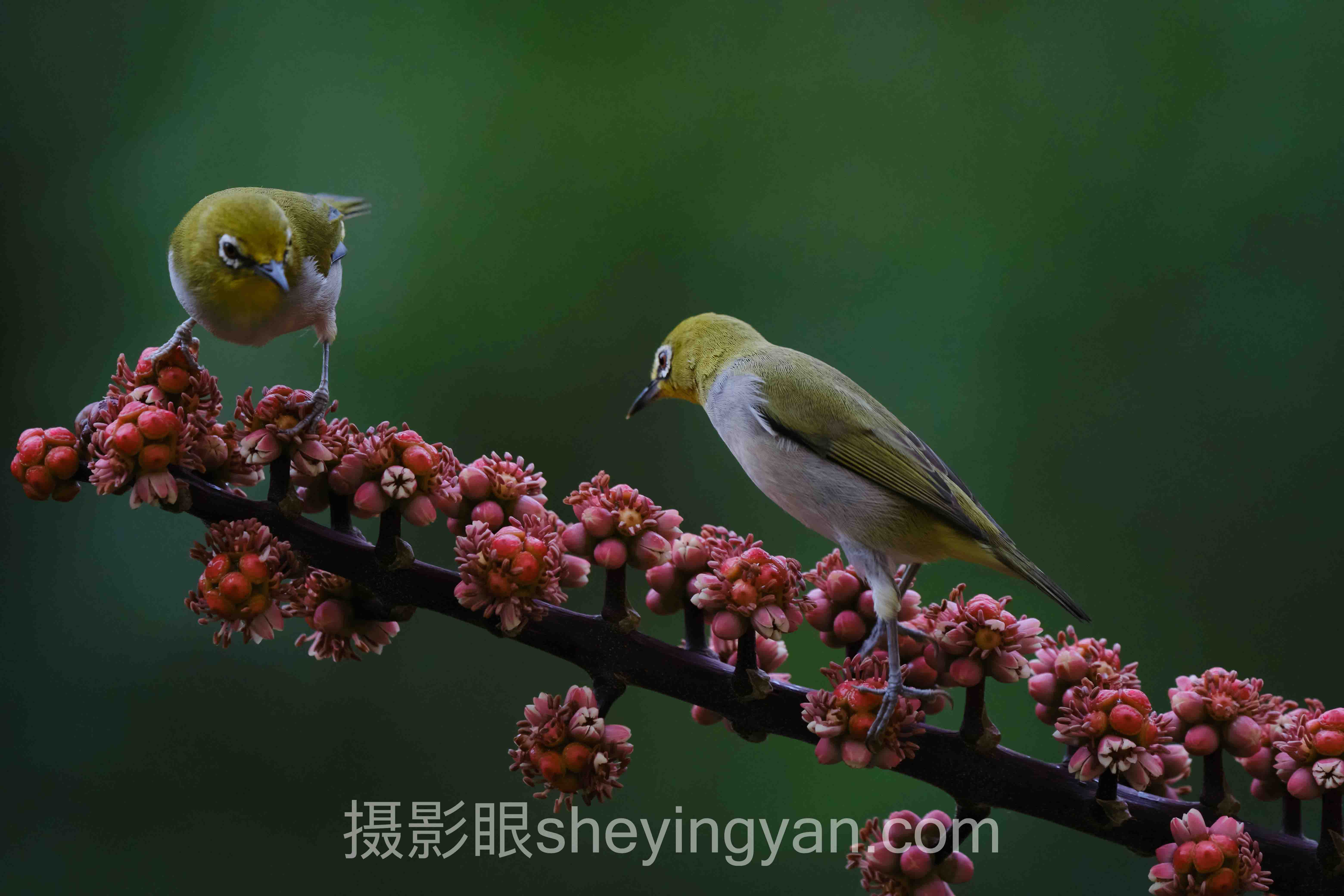 照片点评平台知乎