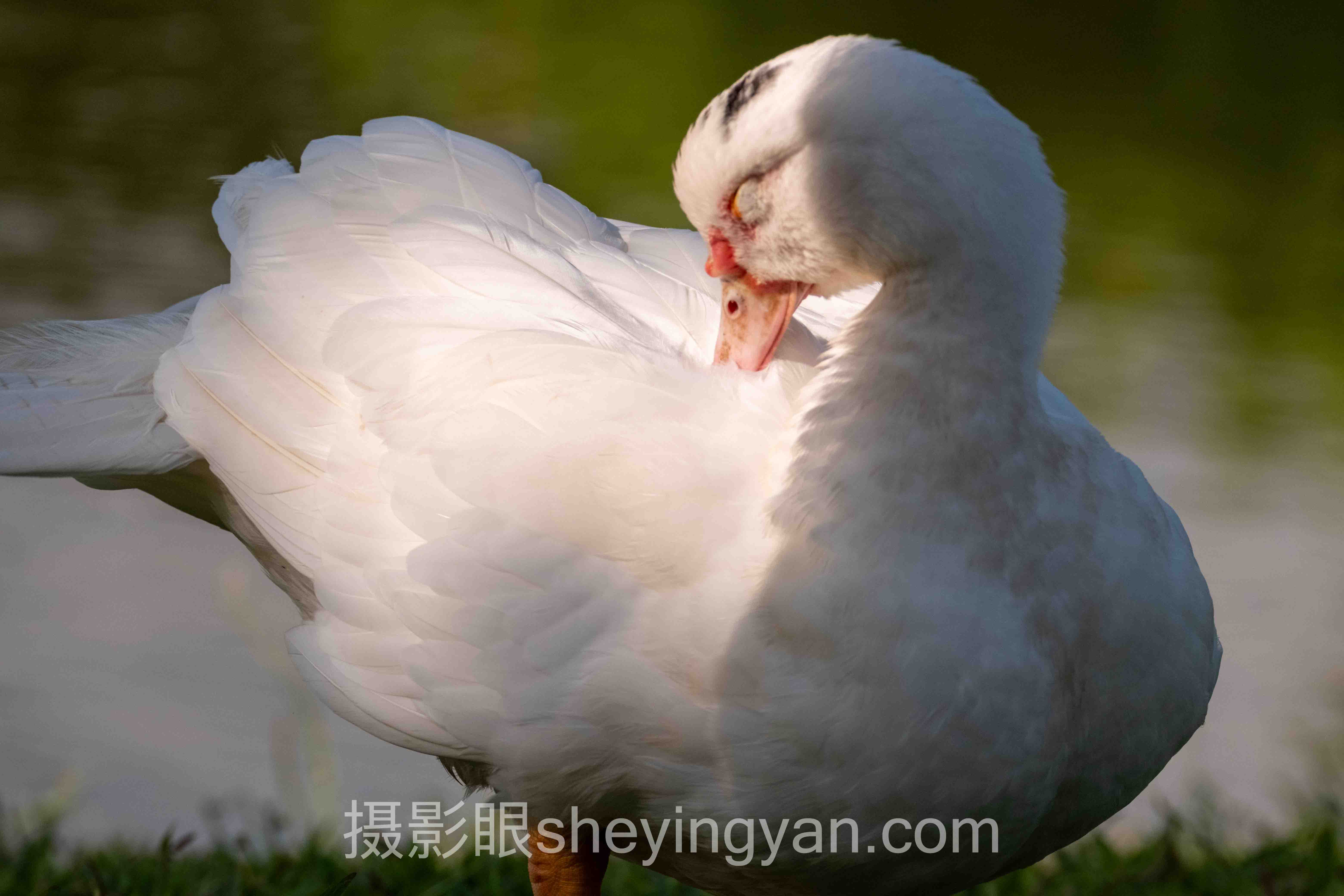 透视摄影审美公众号推荐：内容逻辑、用户痛点与AI评分趋势