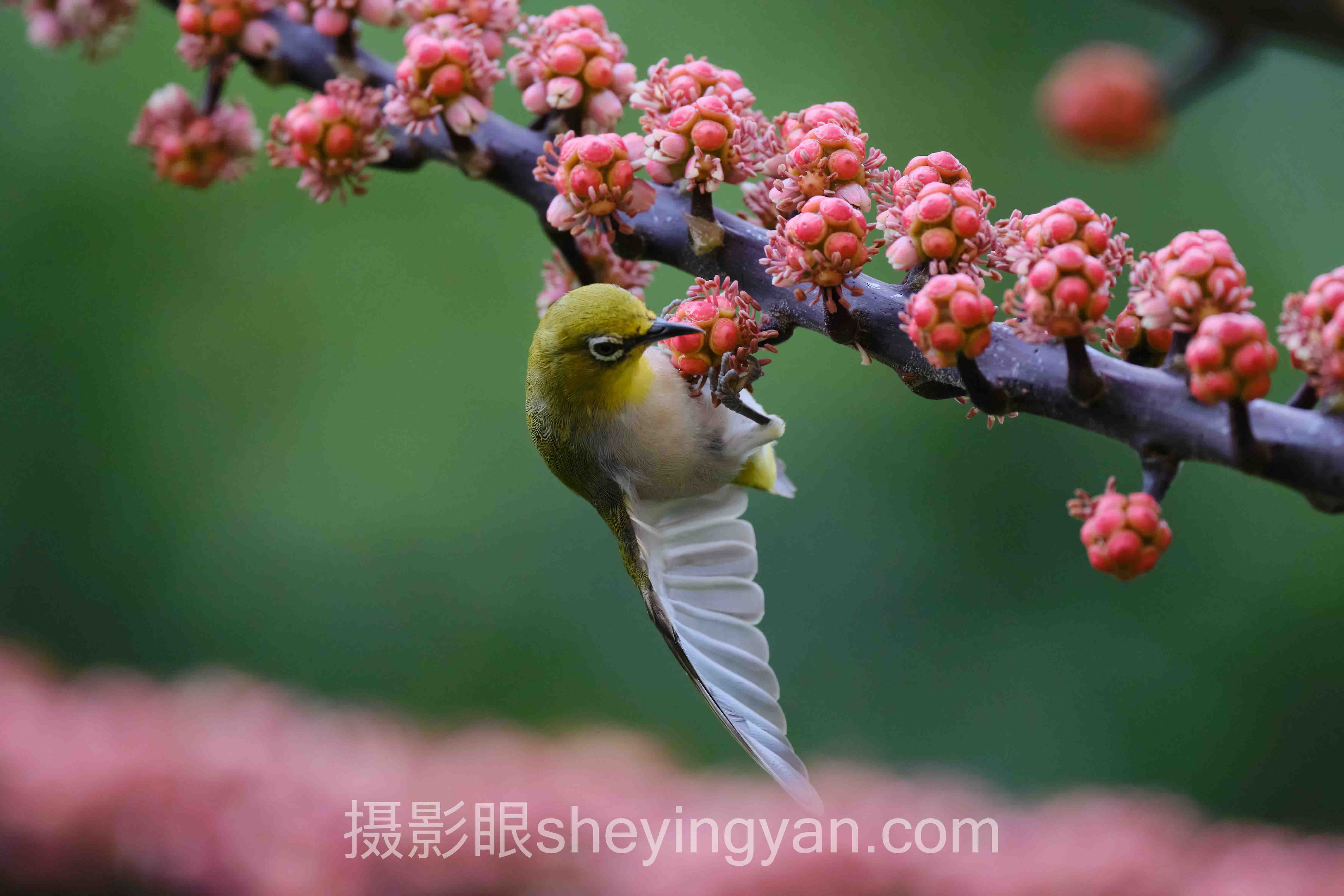 照片点评APP哪个好用
