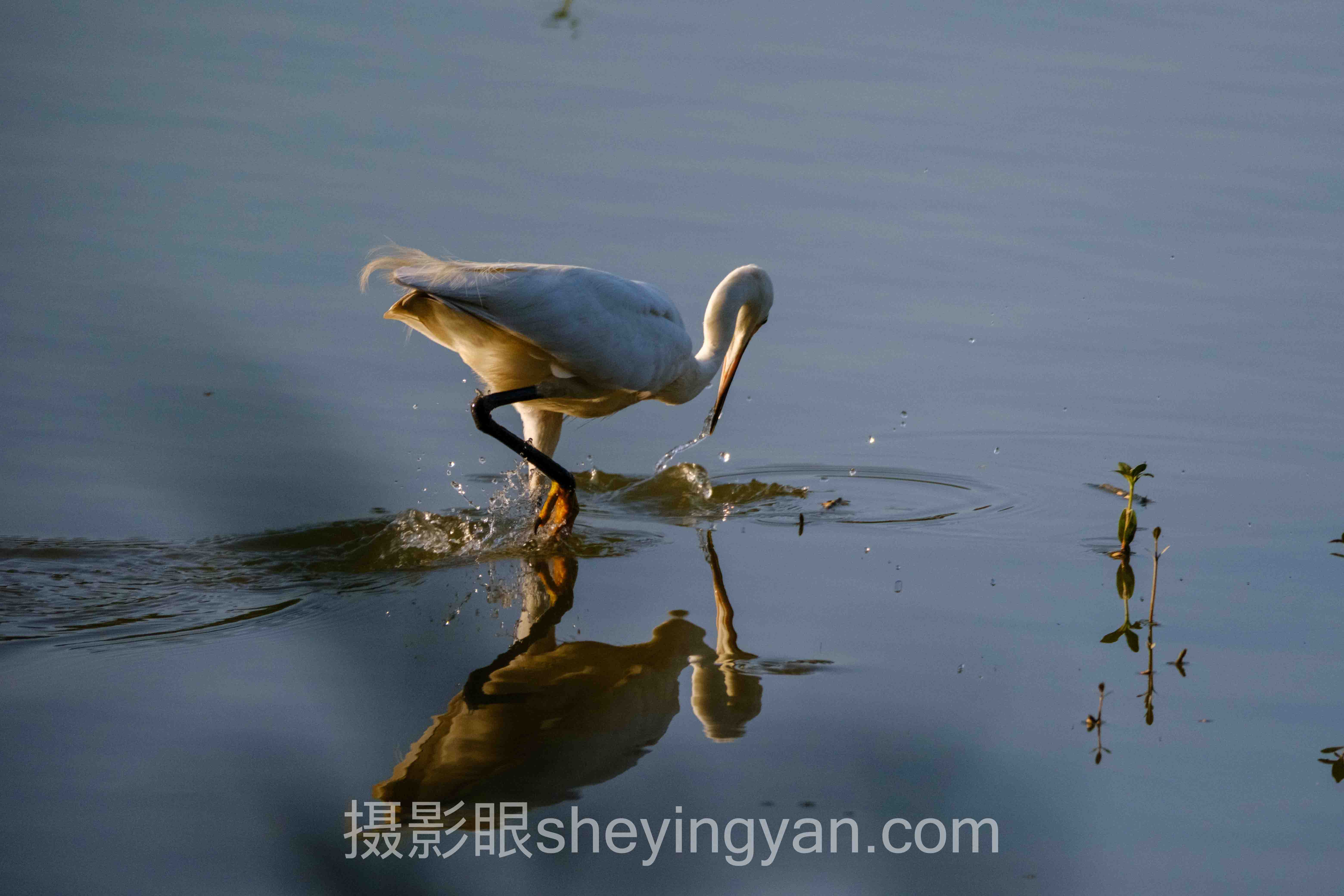 摄影眼官方网站vs其他平台：谁在割韭菜？